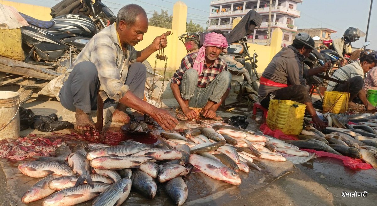 माछामा ‘ढाल्टा’ प्रथाले किसान मर्कामा