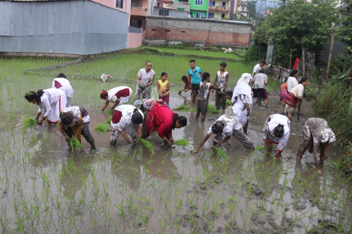   किन घट्यो पूर्वमा धान रोपाइँ ?