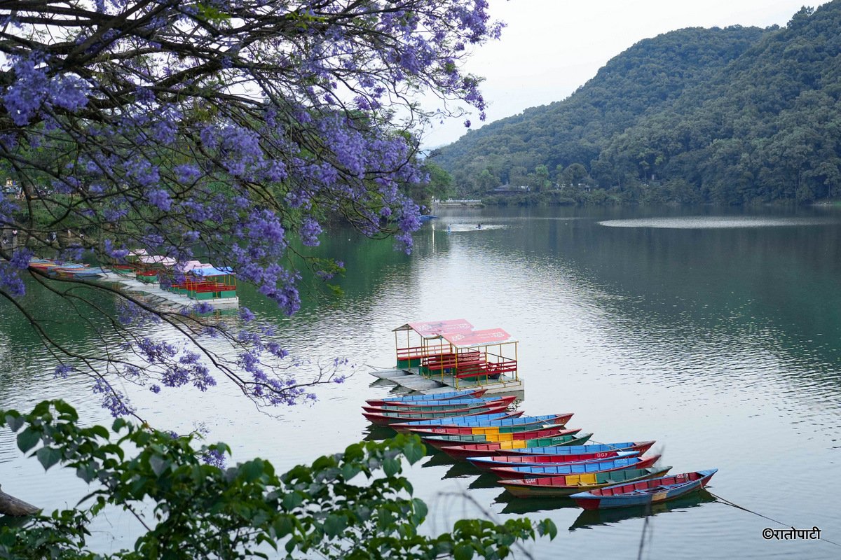 1-Pokhara-Jacaranda--117