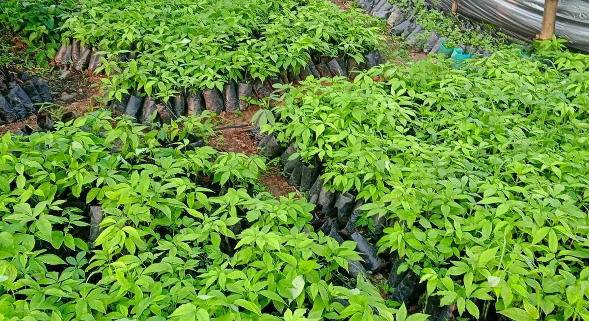   एक वर्षमै चार लाखभन्दा बढी सिप्लिकानका बिरुवा बिक्री