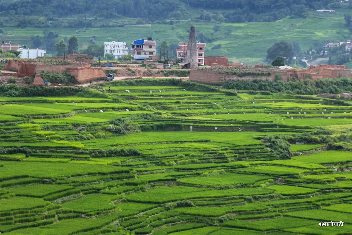 10-Dhan Khet Lalitpur_NPL (10)