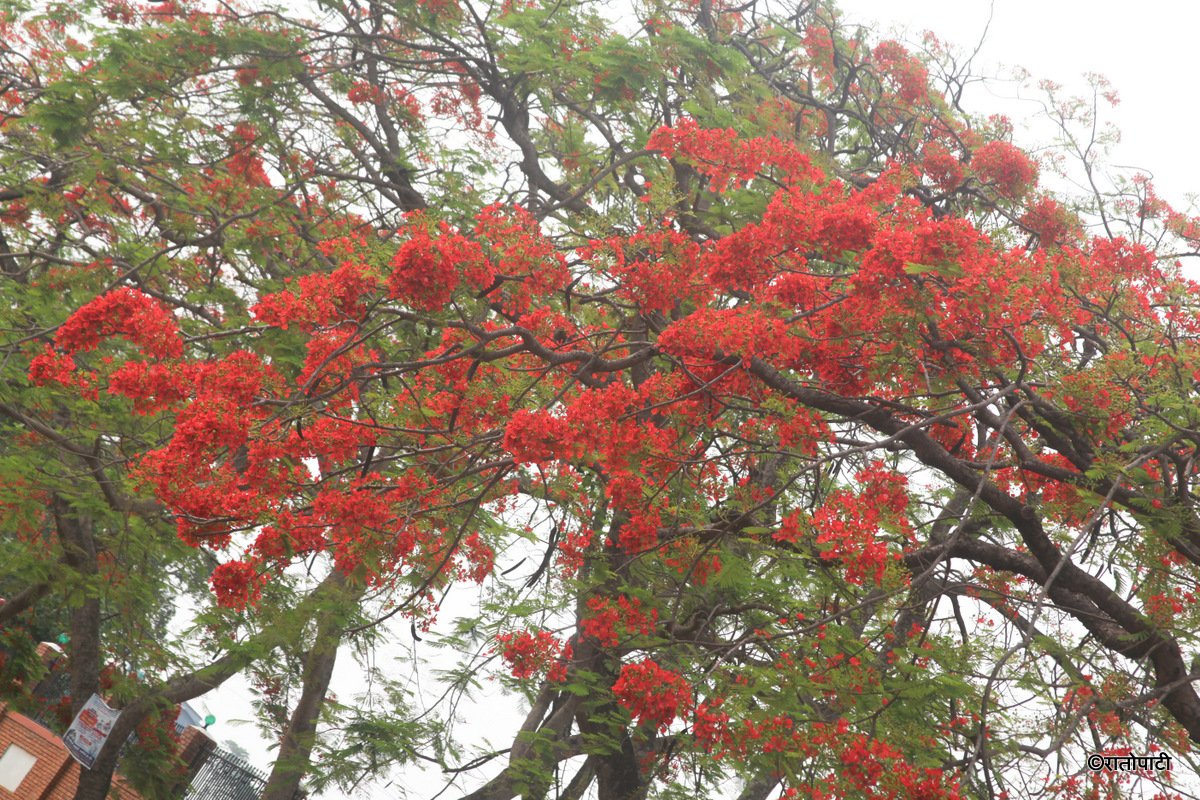 10-gulmohar1