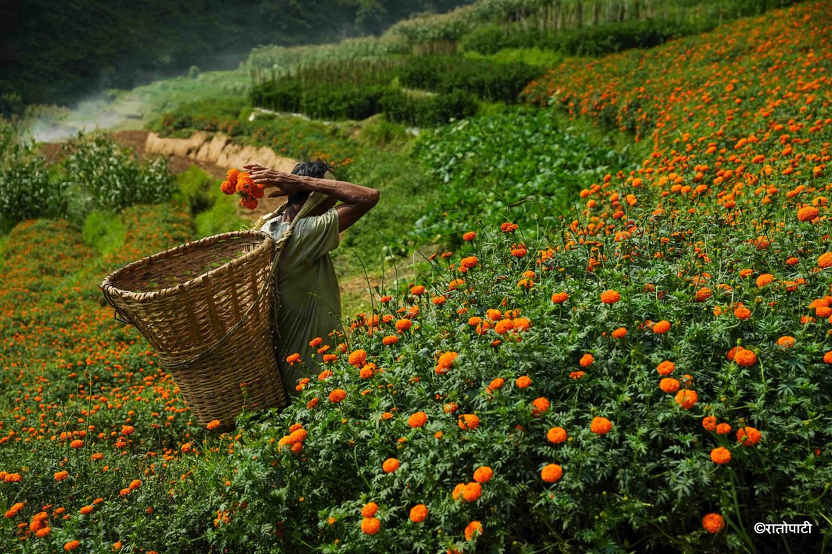 10-Marigold Flower_Dhunibeshi_Dhading_-1507