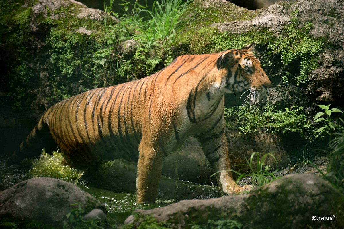 10-Tigers at Zoo (14)