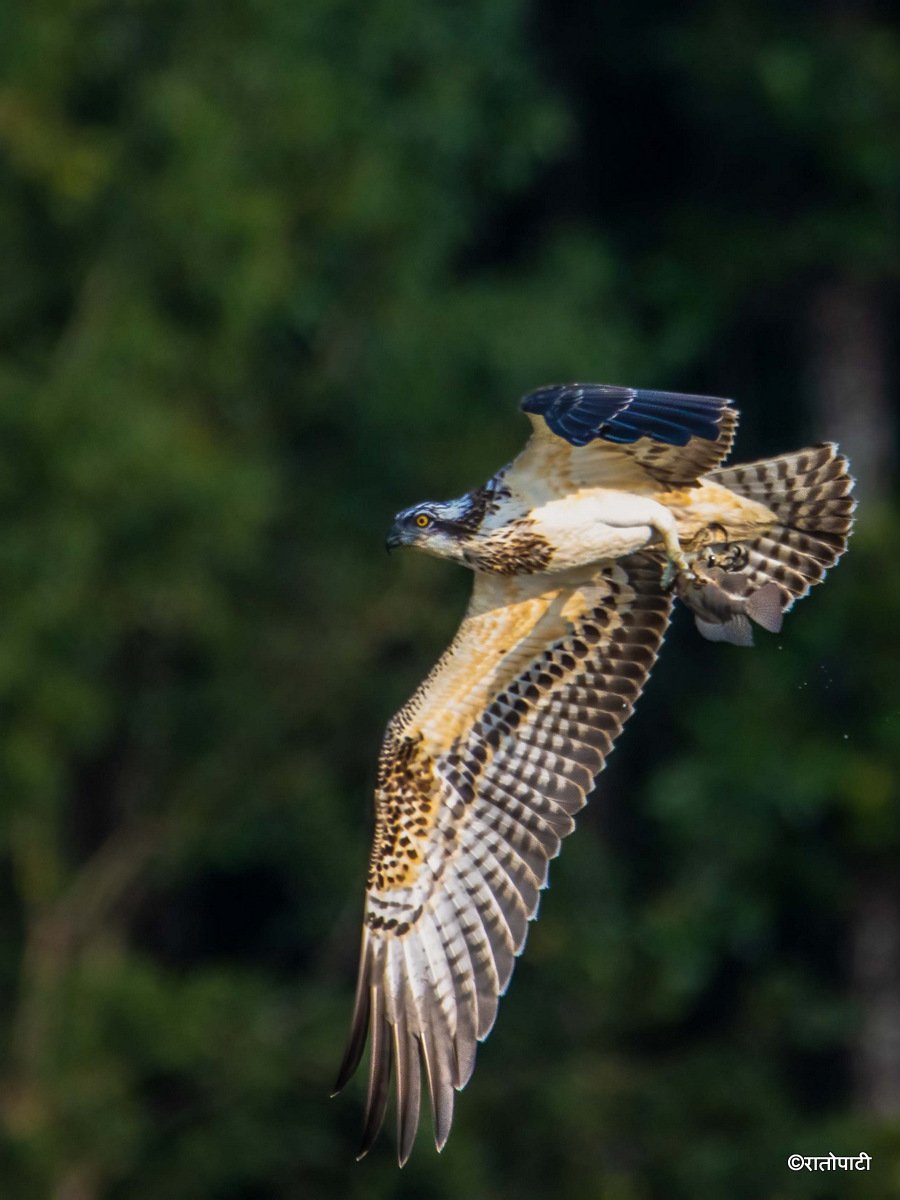 10-Wild Life_Hetauda_-957