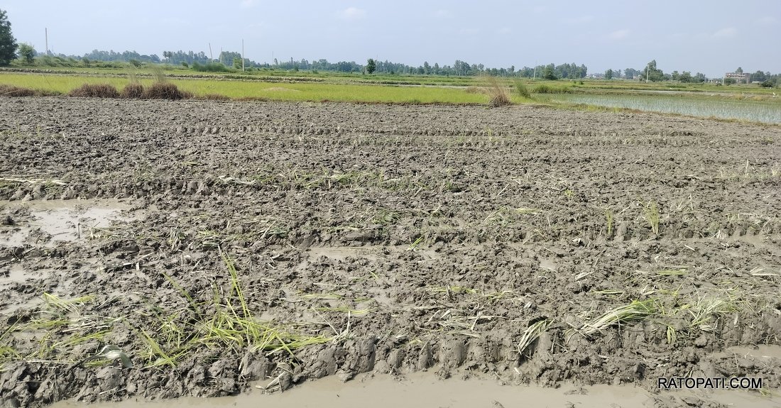 धान रोपाइँमा किसानकाे लागत बढ्यो