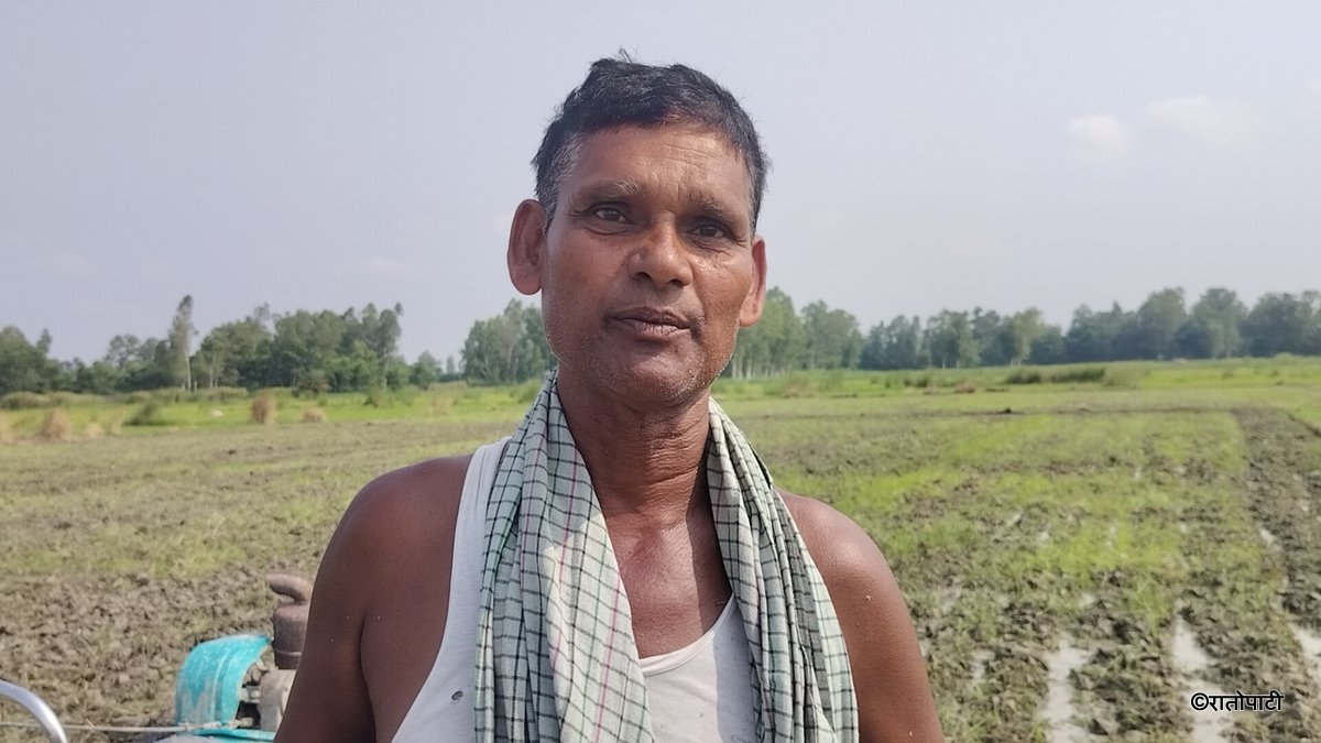 वर्षाले मधेसका किसानमा नयाँ उत्साह, धान रोपाइँले लियो गति