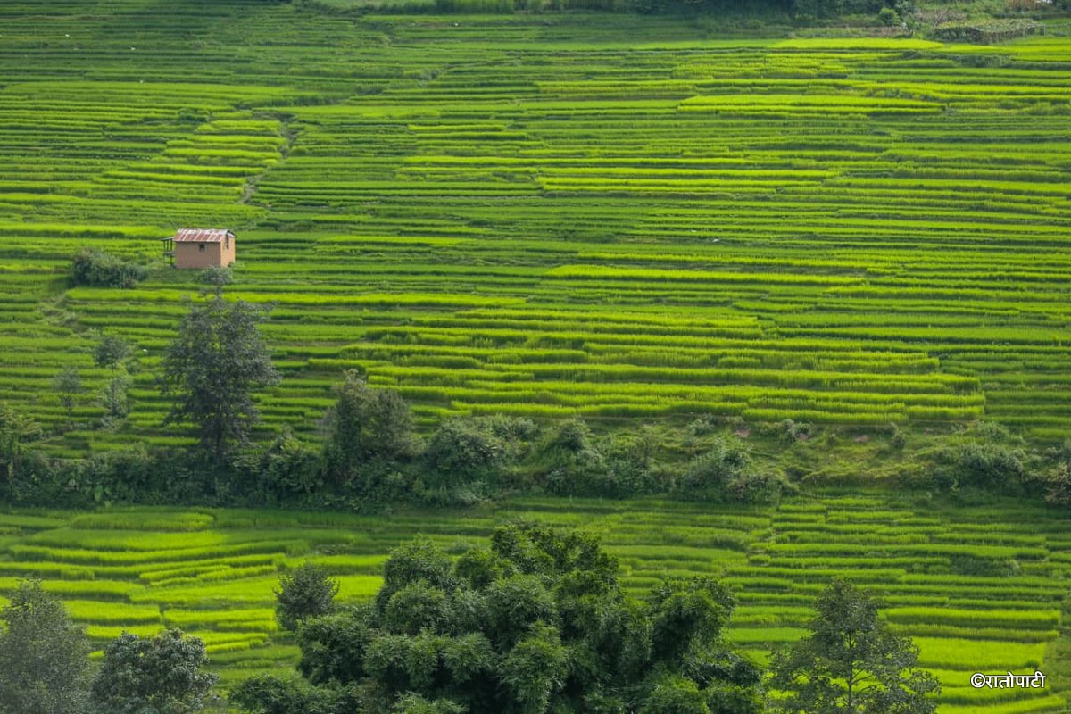 11-Dhan Khet Lalitpur_NPL (11)