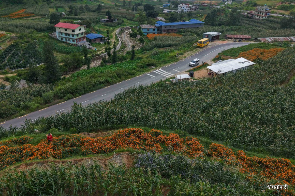 11-Marigold Flower_Dhunibeshi_Dhading_-1518