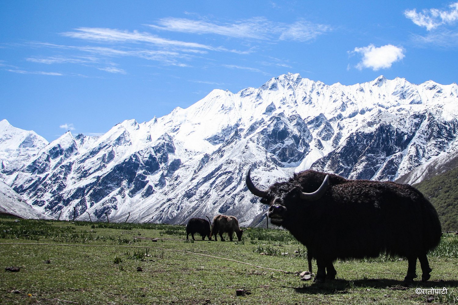 11-Yak Cheese Langtang_-1833