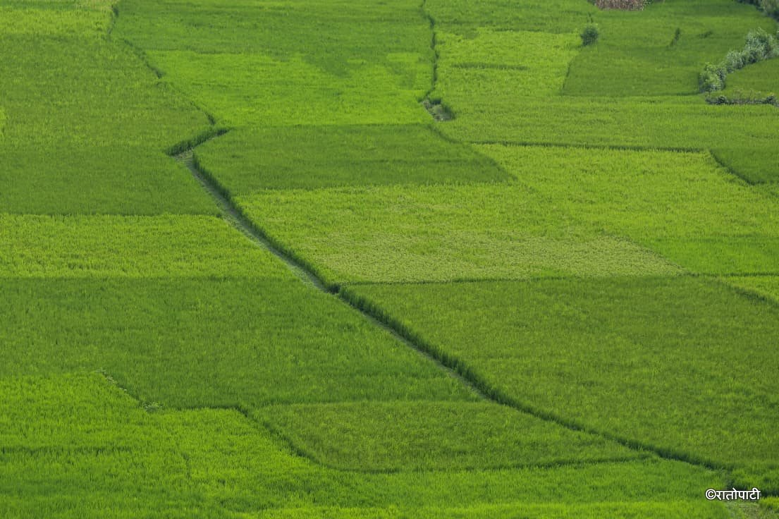 12-Dhan Khet Lalitpur_NPL (12)