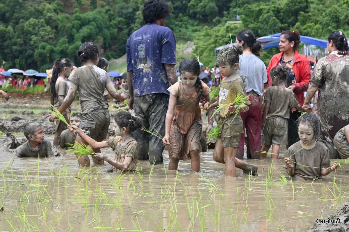   पोखराका ठाउँठाउँमा मनाइयो रोपाइँ महोत्सव