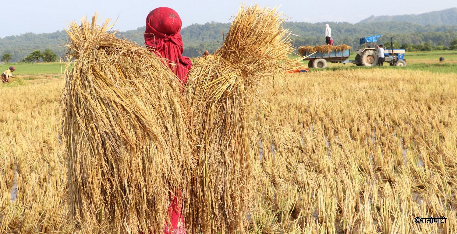 विनयी त्रिवेणीमा हावाहुरी र असिनापानीले धानबालीमा क्षति (तस्बिरहरू)