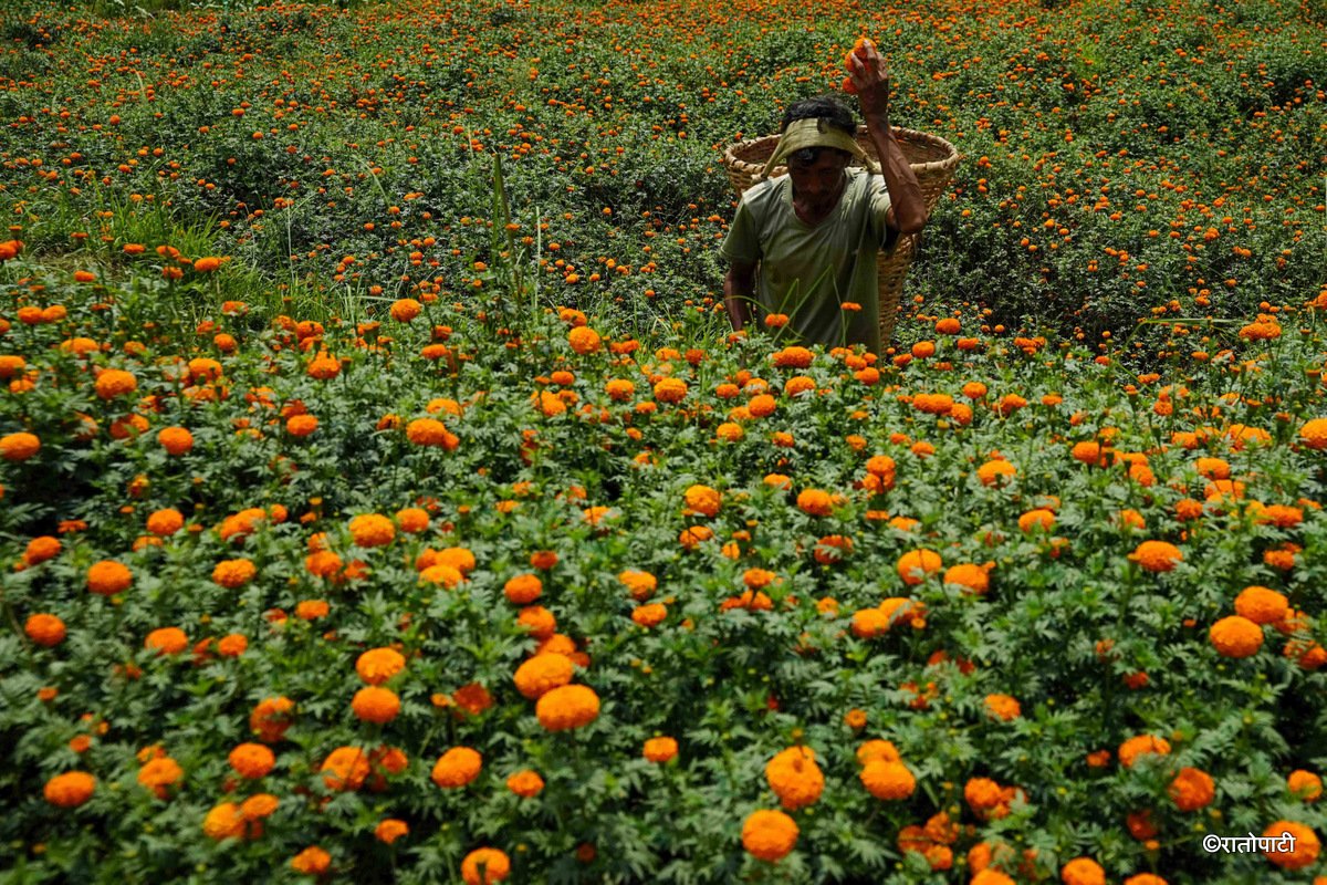 12-Marigold Flower_Dhunibeshi_Dhading_-1509