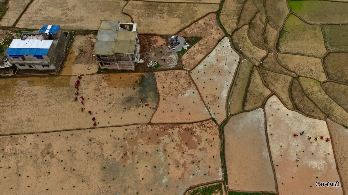 12-Nuwakot Dhading Gagate_Rice field_NPL7