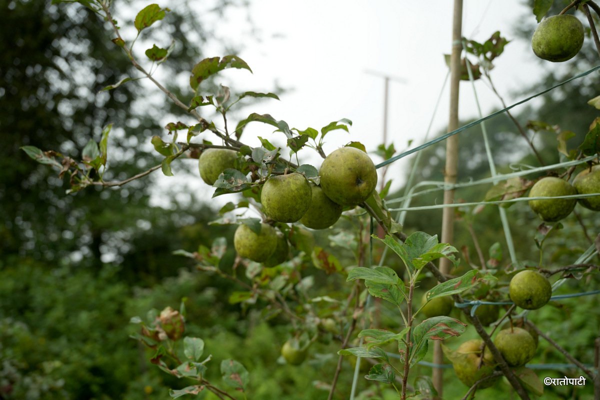 12-Syau Farm_DSC08529