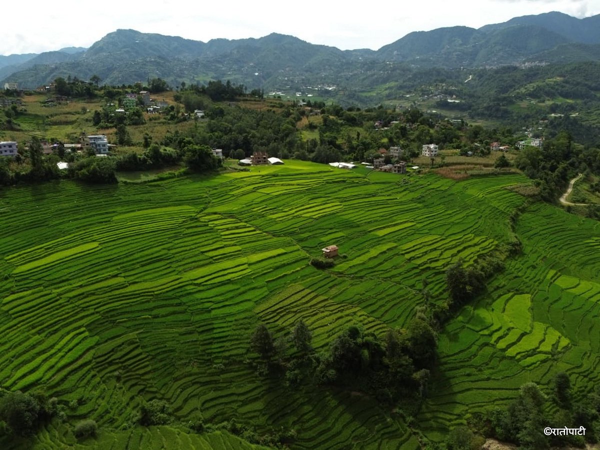 13-Dhan Khet Lalitpur_NPL (13)