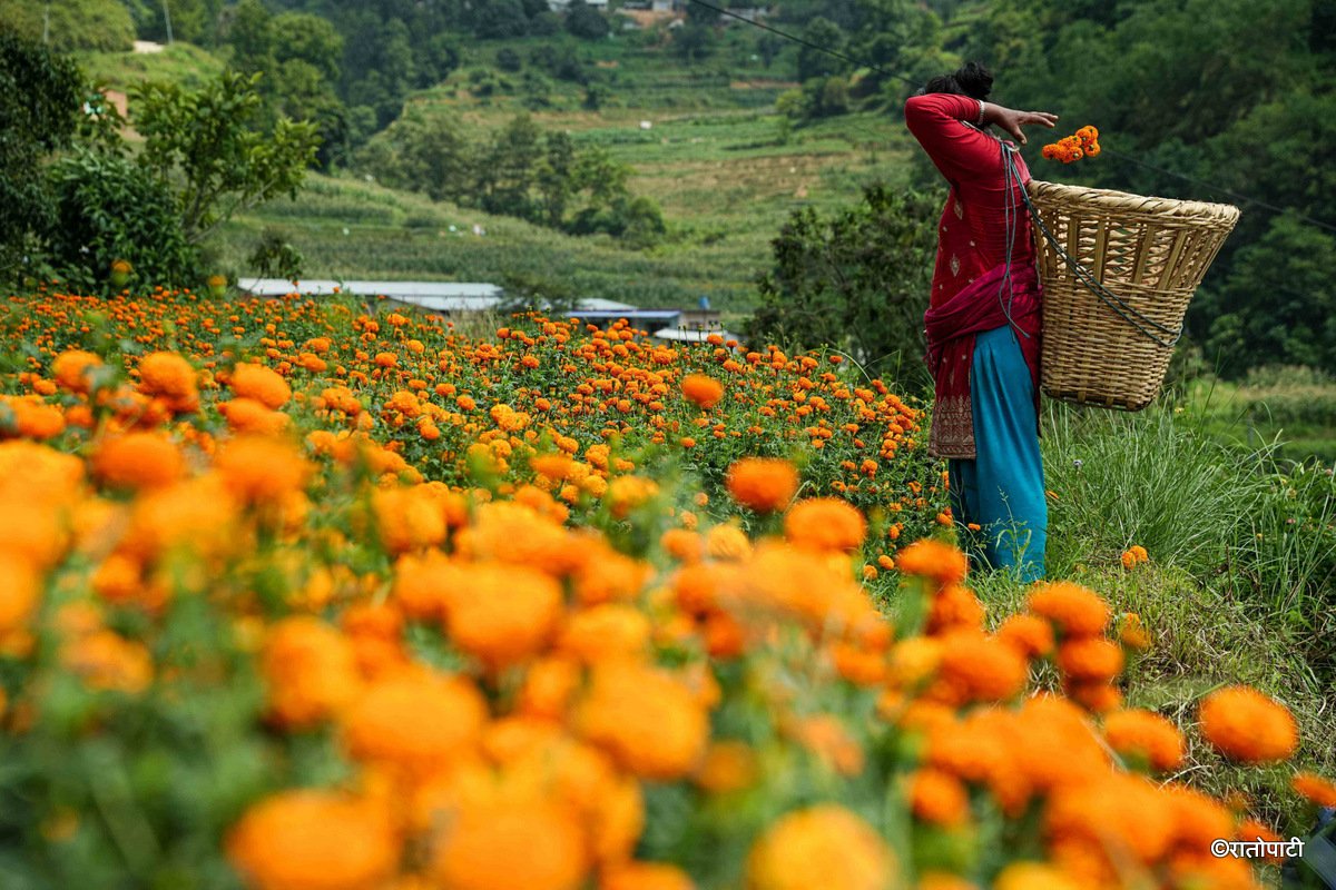 13-Marigold Flower_Dhunibeshi_Dhading_-1517
