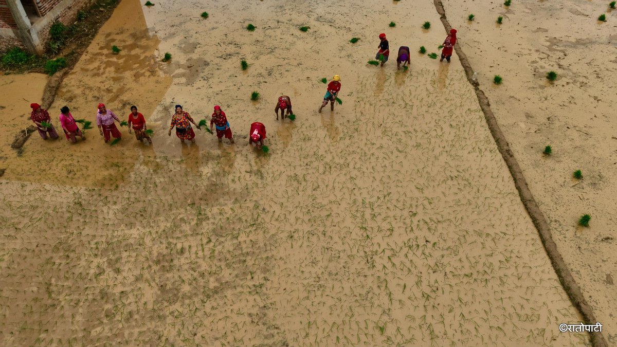 13-Nuwakot Dhading Gagate_Rice field_NPL8