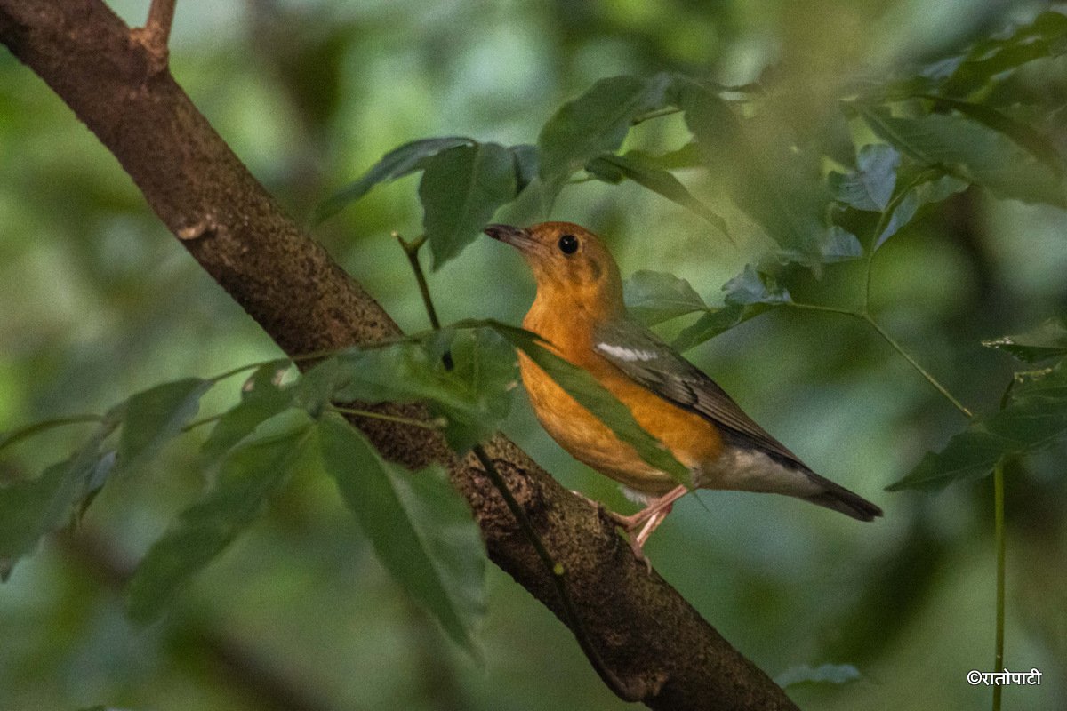 13-Wild Life_Hetauda_-973