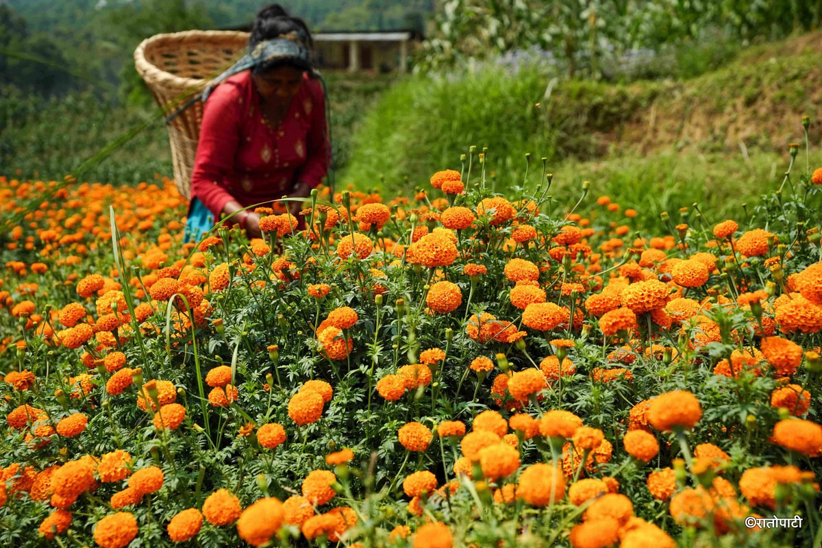 14-Marigold Flower_Dhunibeshi_Dhading_-1508