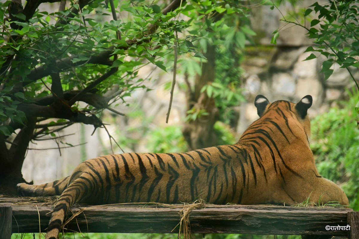 14-Tigers at Zoo (25)