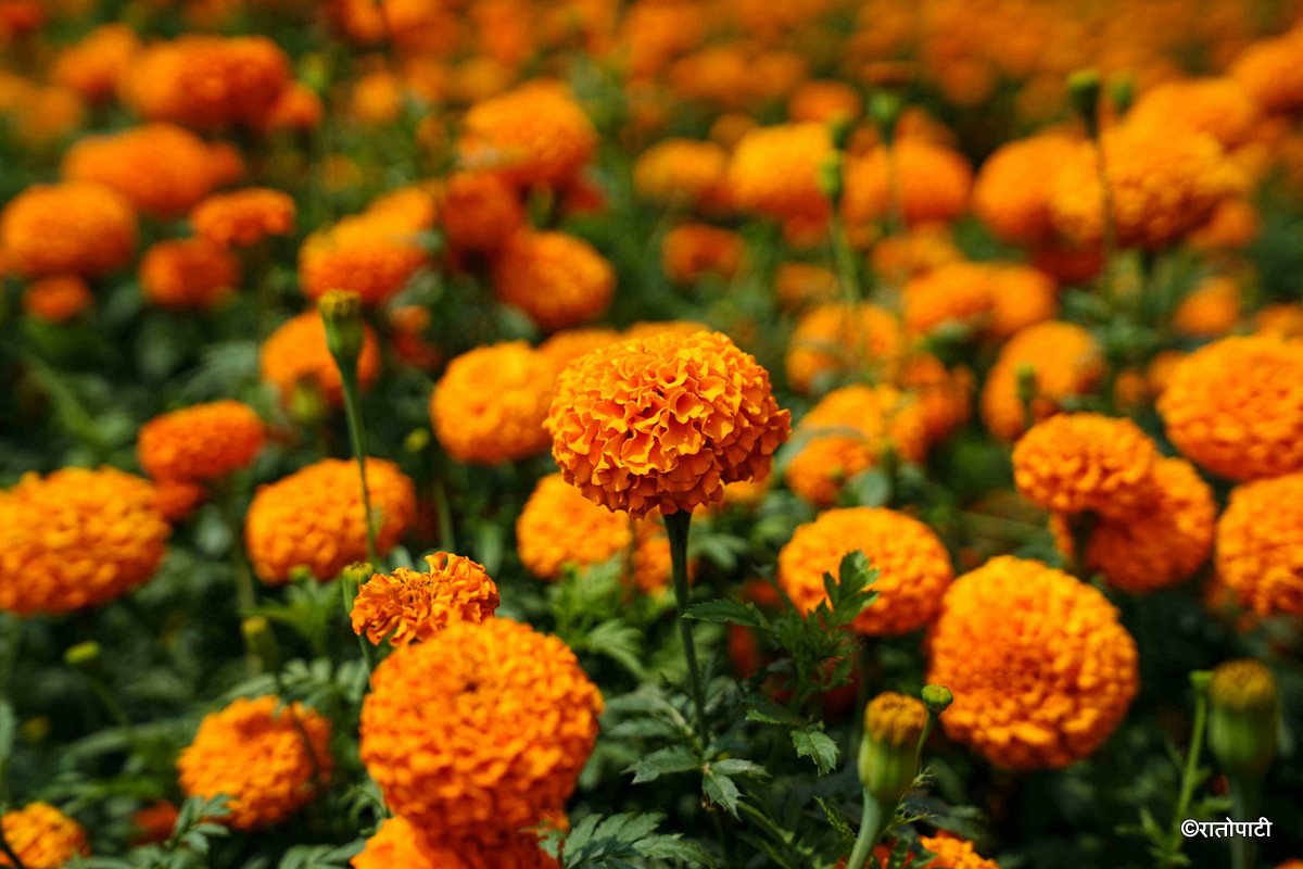 15-Marigold Flower_Dhunibeshi_Dhading_-1506