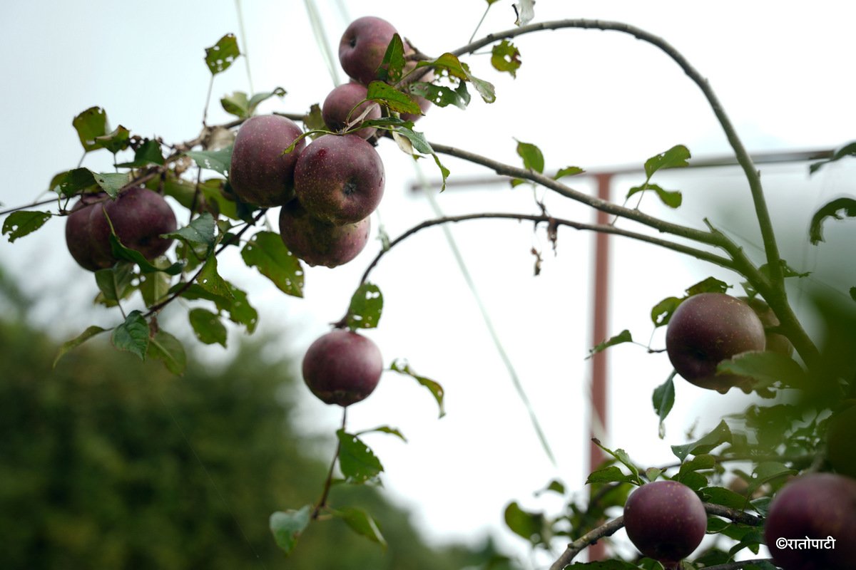 15-Syau Farm_DSC08577