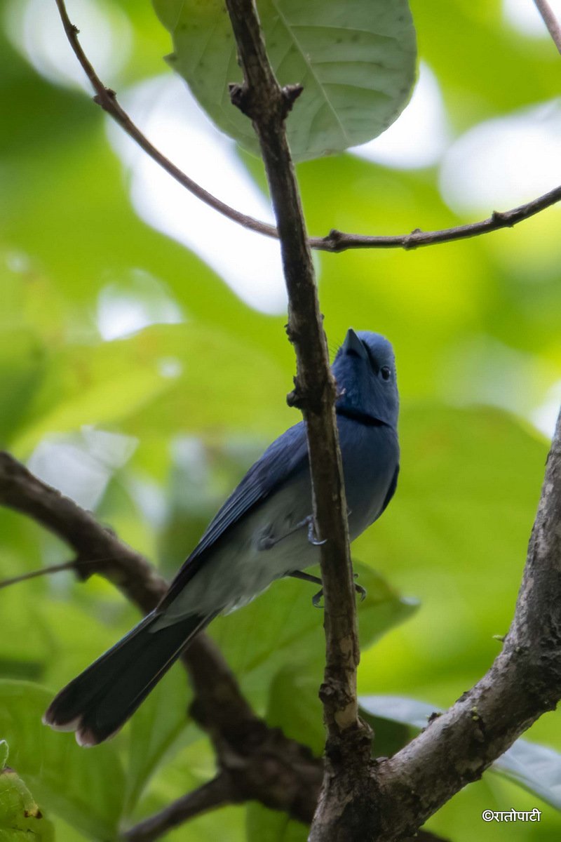 15-Wild Life_Hetauda_-972