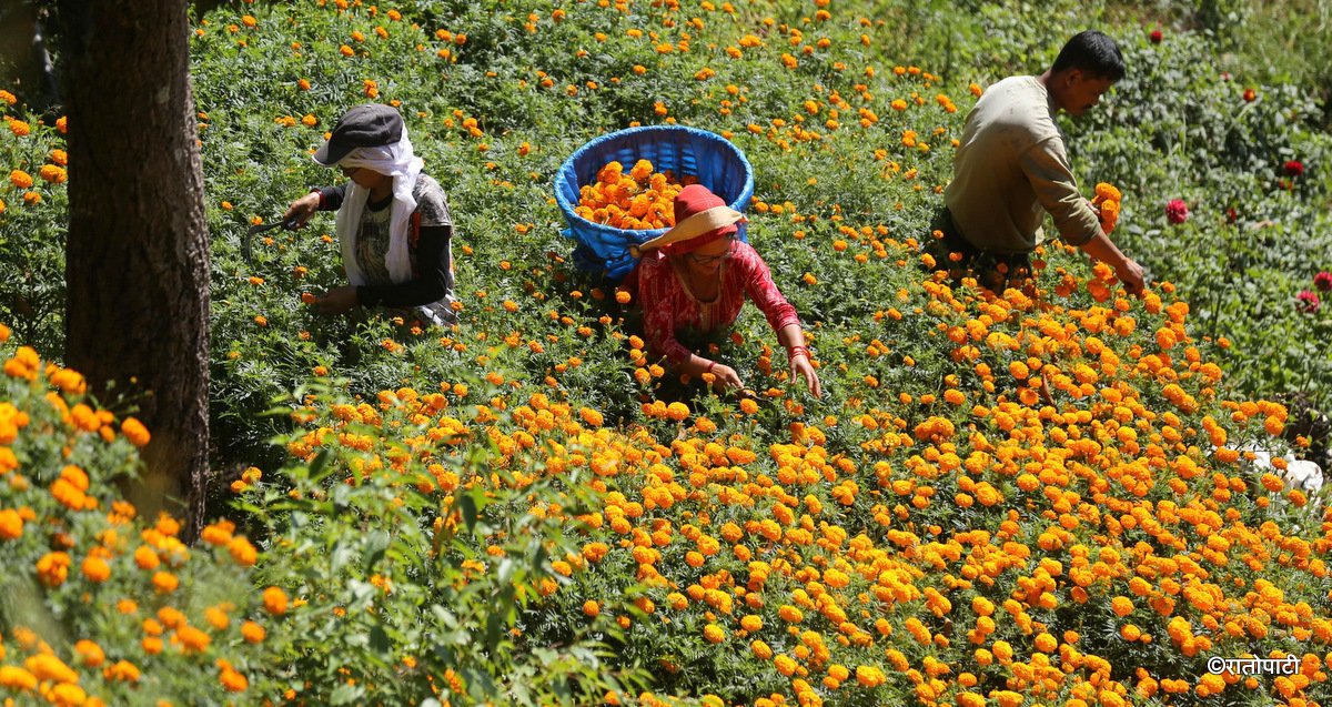   तिहार छिटो आउँदा राम्रोसँग फक्रिन पाएनन् मखमली र सयपत्री (तस्बिरहरू)