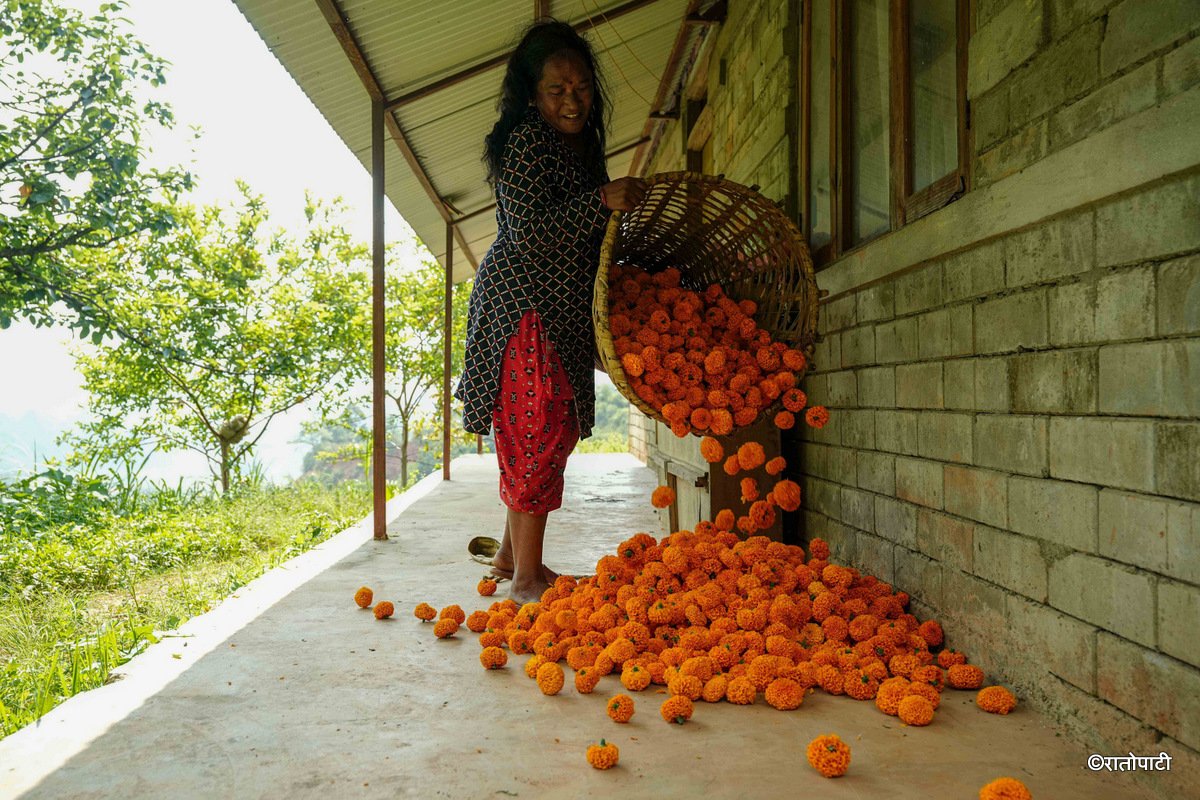 16-Marigold Flower_Dhunibeshi_Dhading_-1511