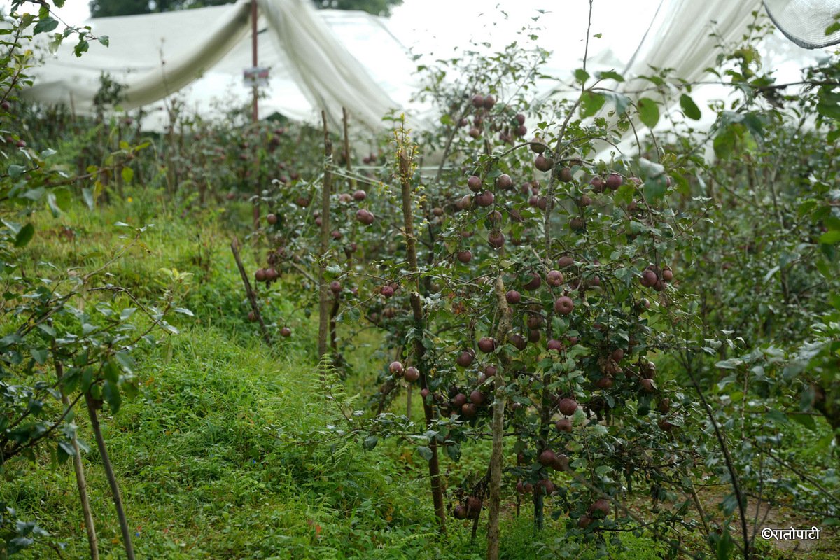 16-Syau Farm_DSC08590
