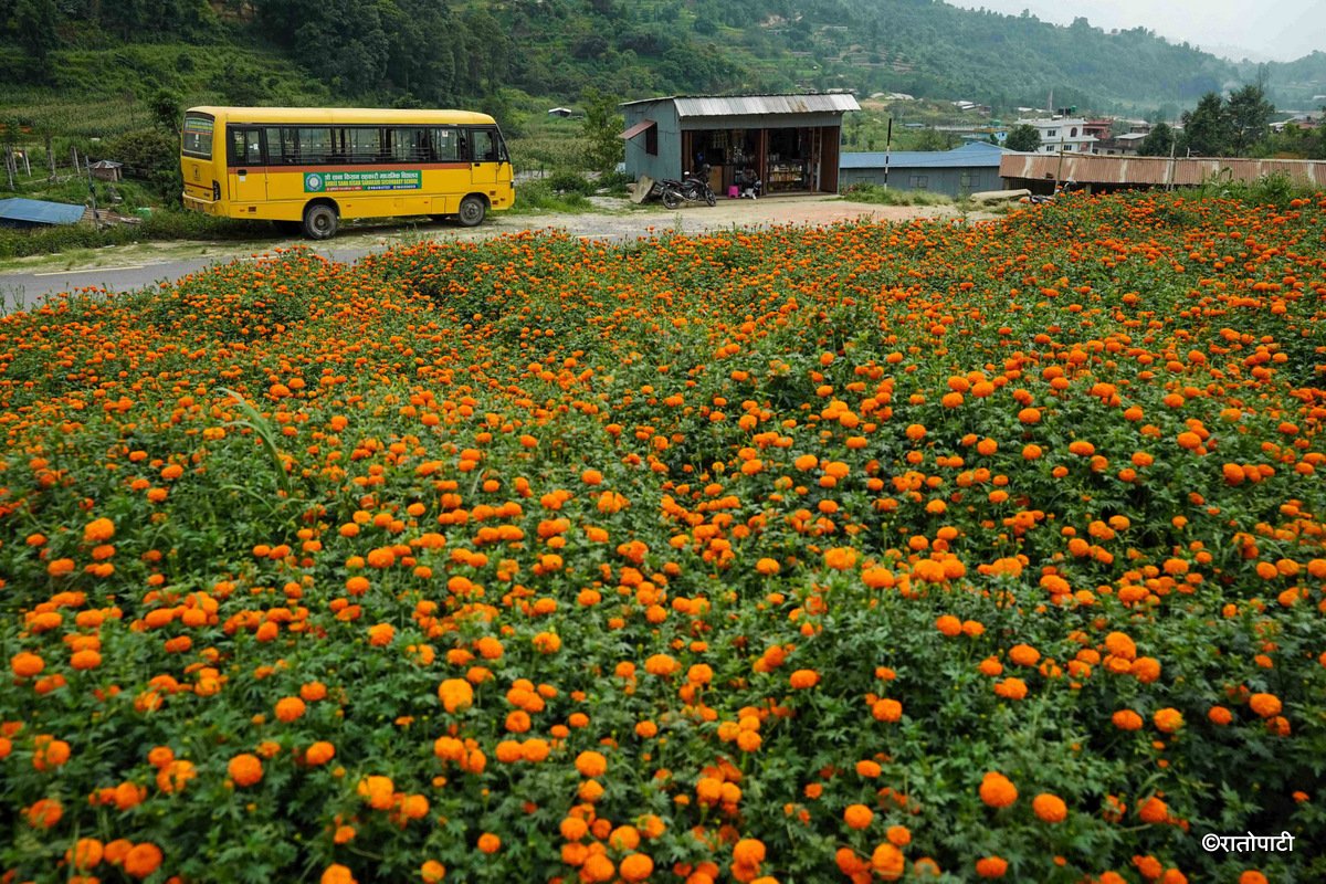 17-Marigold Flower_Dhunibeshi_Dhading_-1510
