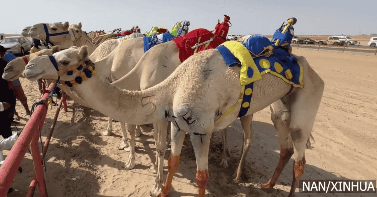 कुवेतको ऊँट दौडमा ५ सय भन्दा बढी ऊँट सहभागी हुने