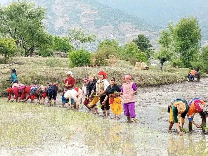 जुम्लाका किसानलाई मार्सी धान रोप्न भ्याइनभ्याइ
