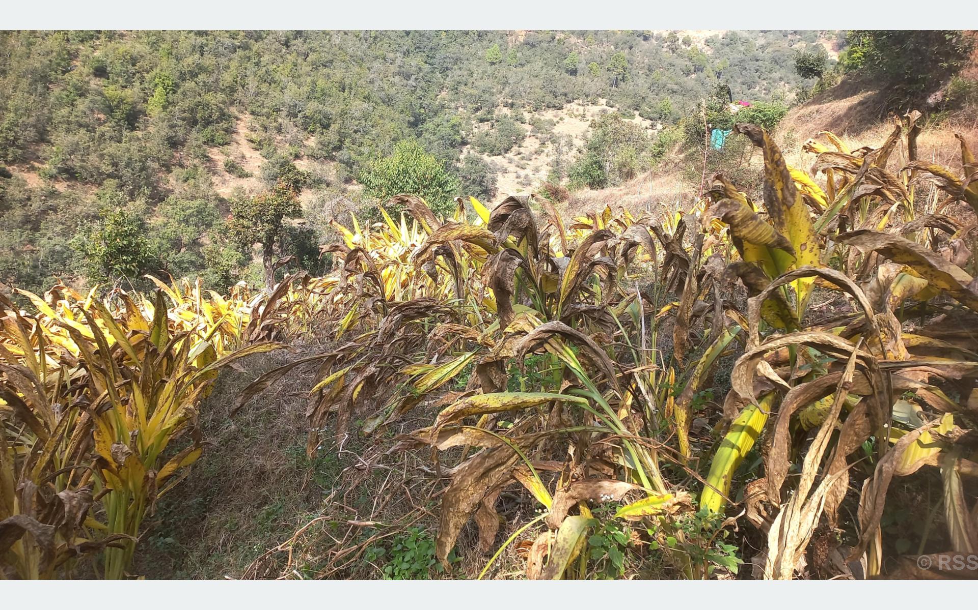 व्यावसायिक रूपमा बेसारखेती गर्दै बैतडीका महिला