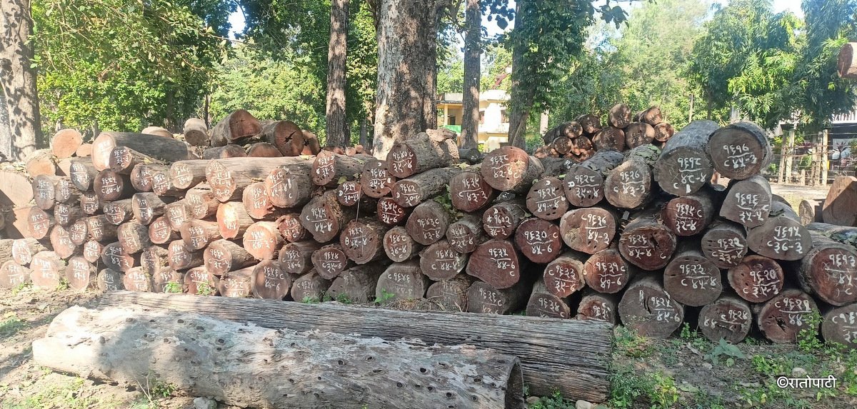गत वर्ष कटान भएका ४० हजार क्युफिट काठ कुहिँदै