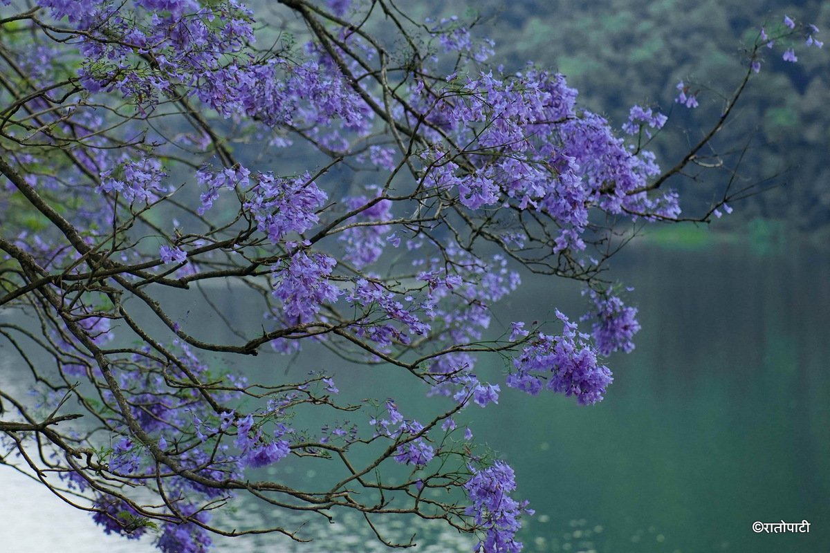 2-Pokhara-Jacaranda--116