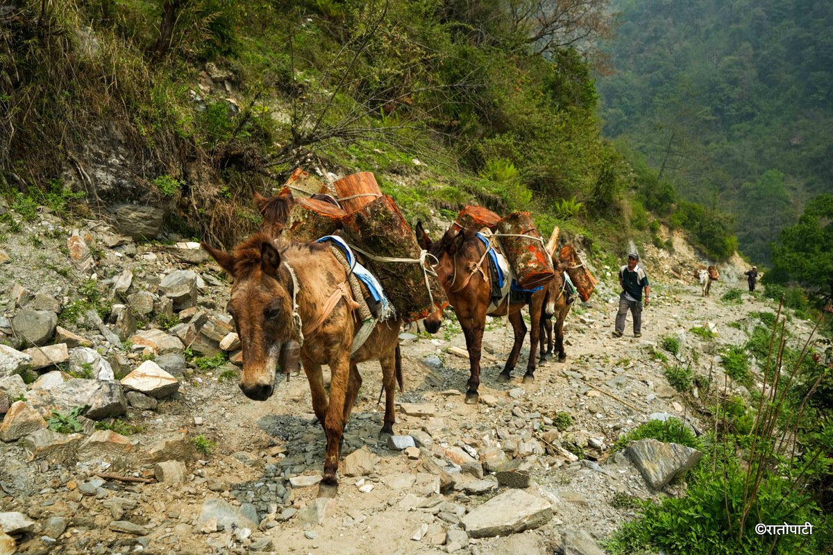 20-Singla_Gorkha_DSC08764