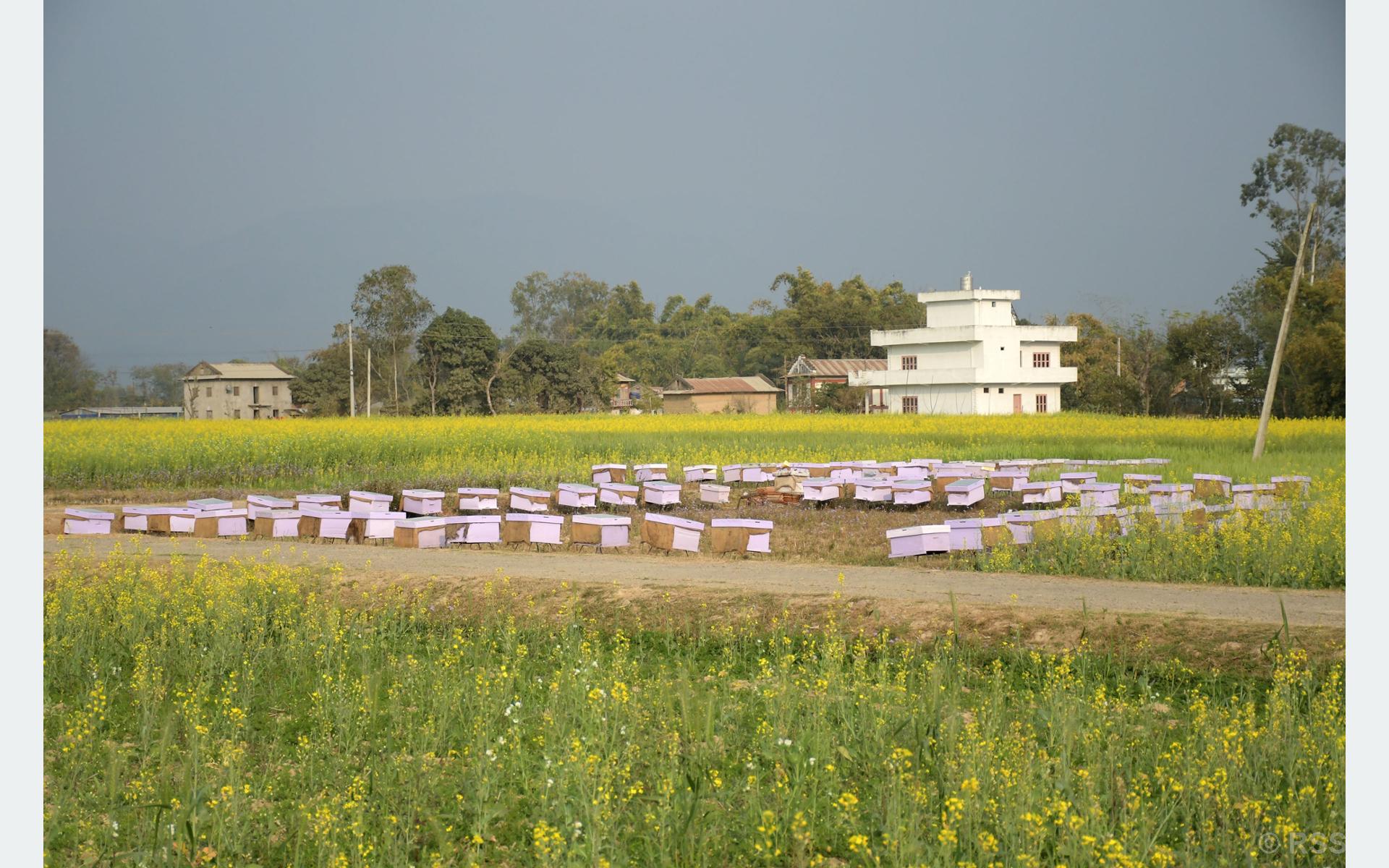 चरनका लागि राखिएका मौरी