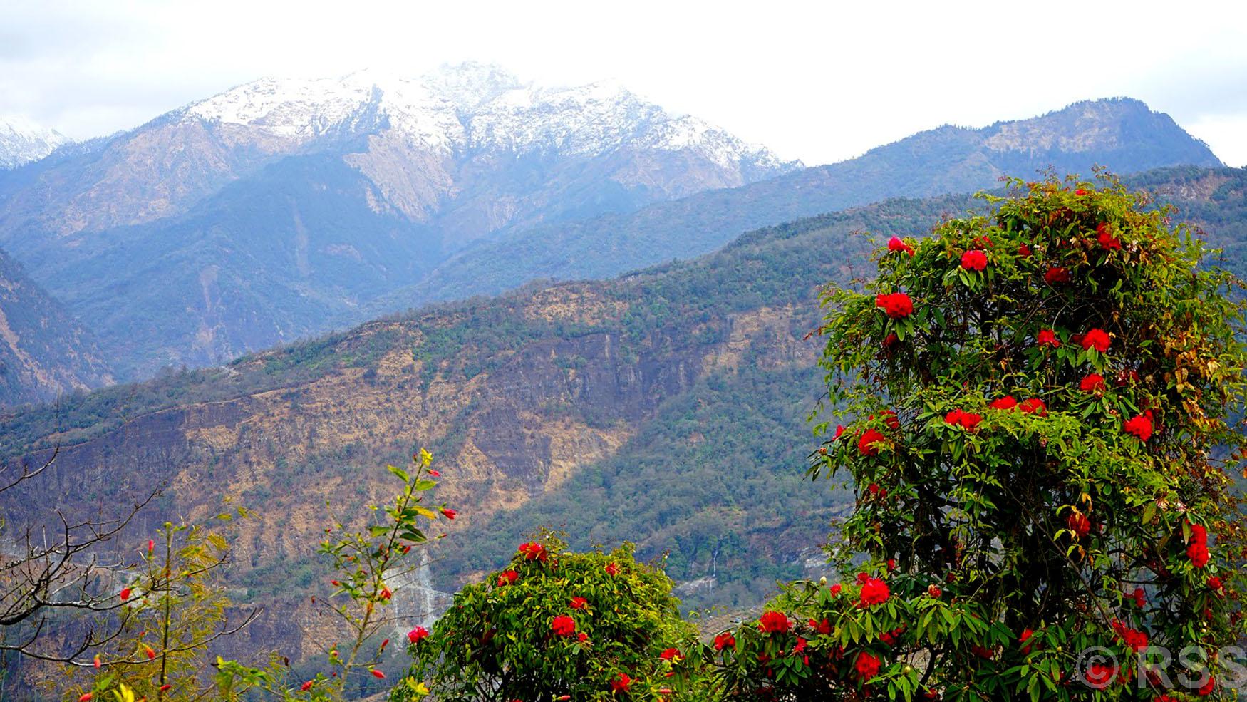 लालीगुराँस फुलेर रङ्गिन थाले बनपाखा (तस्बिर)