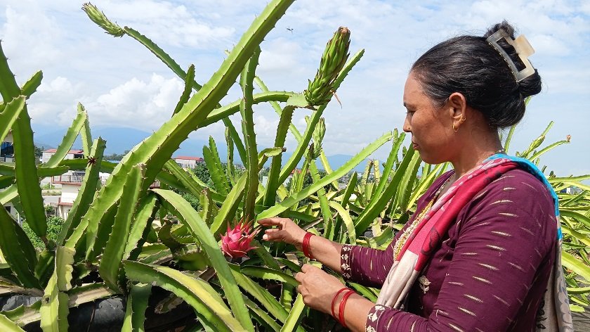   कौसीमा ड्रागन फल खेती गरेर वार्षिक आठ लाख आम्दानी
