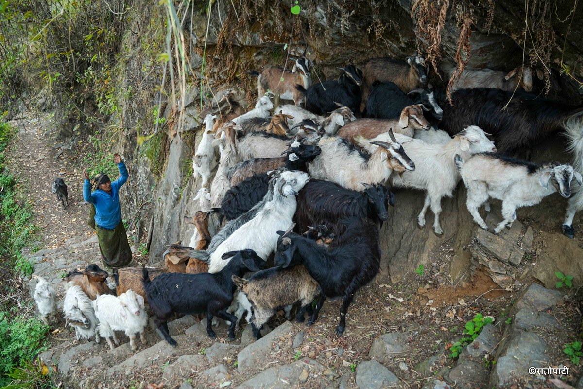 23-Singla_Gorkha_DSC08837