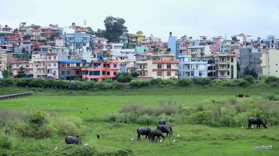   कङ्क्रिटको बिचमा हरियो चरन : सहरले निल्न नसकेको काठमाडौँको पुरानो प्रतिबिम्ब