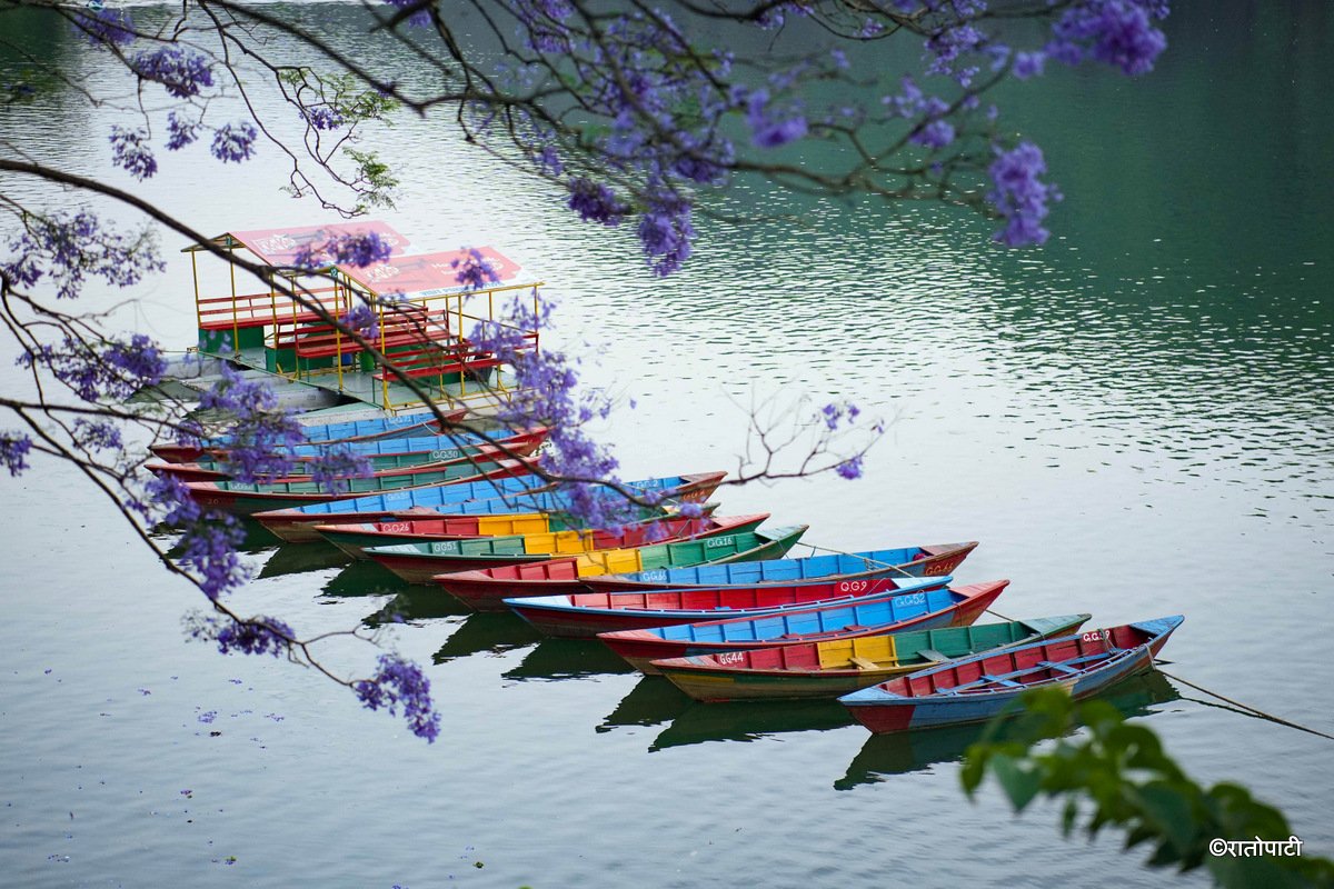 3-Pokhara-Jacaranda--123