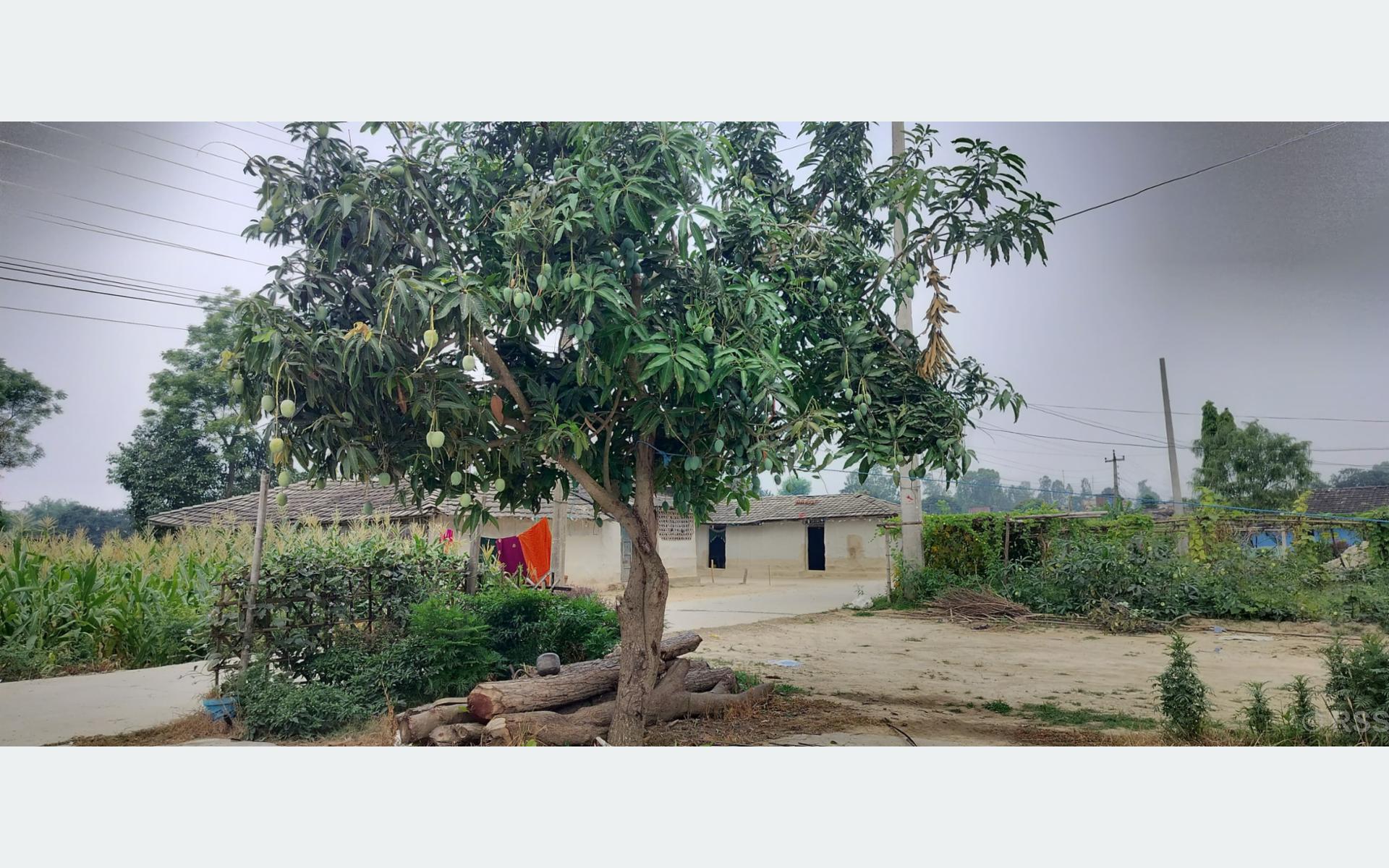 बोट एउटाः आँपका जात दुई वटा