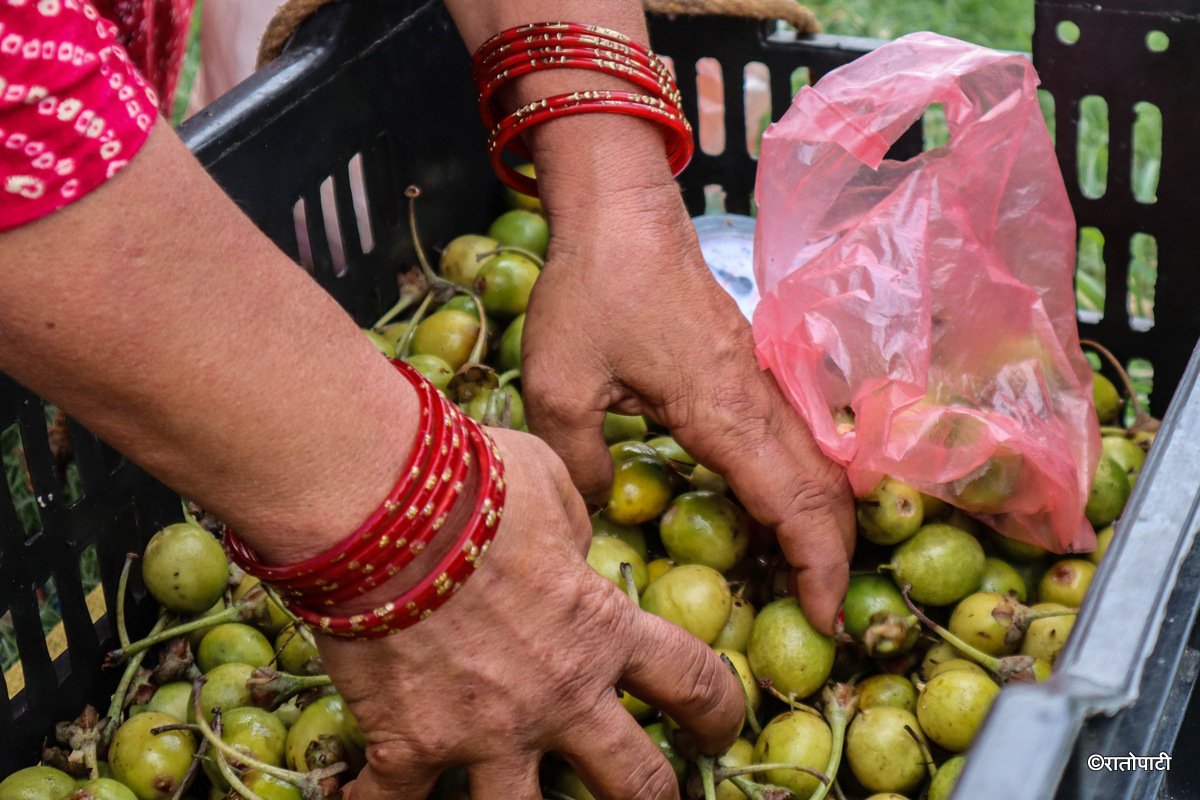 रास्वपा महाधिवेशनमा ‘चिउरी’ को आकर्षण, तस्बिरहरू
