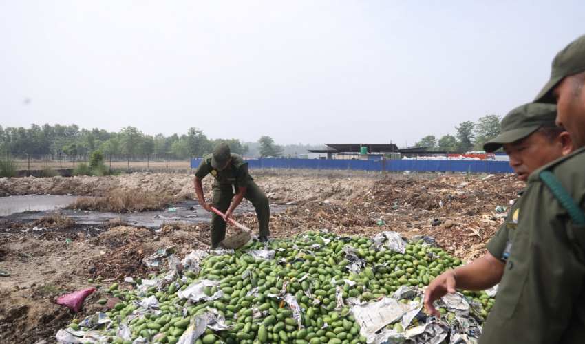 धनगढीमा अत्यधिक विषादीयुक्त २ हजार बढी किलोग्राम आँप नष्ट