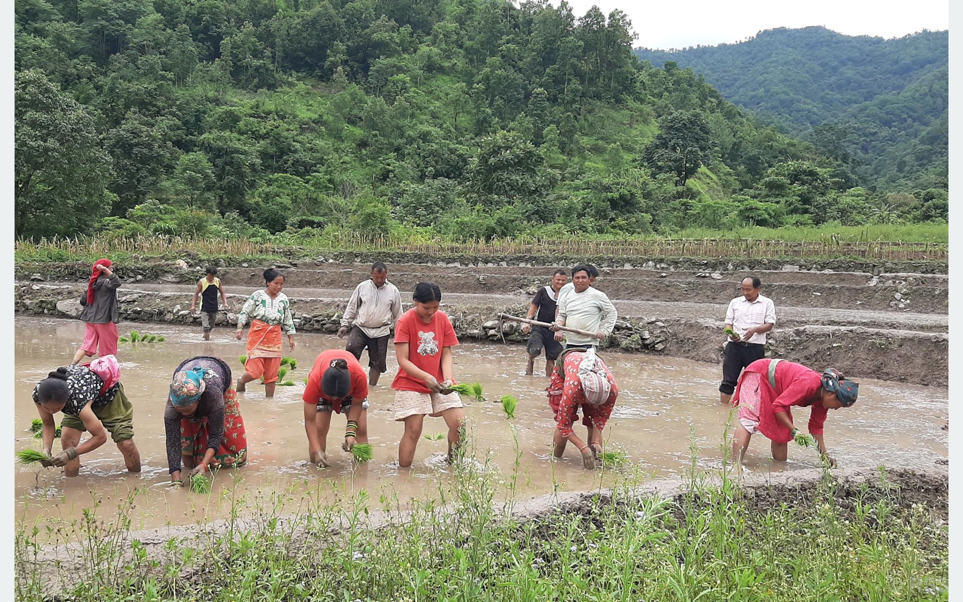 नेता कृषि कर्ममा लागेपछि बाँझो जमिन हराभरा