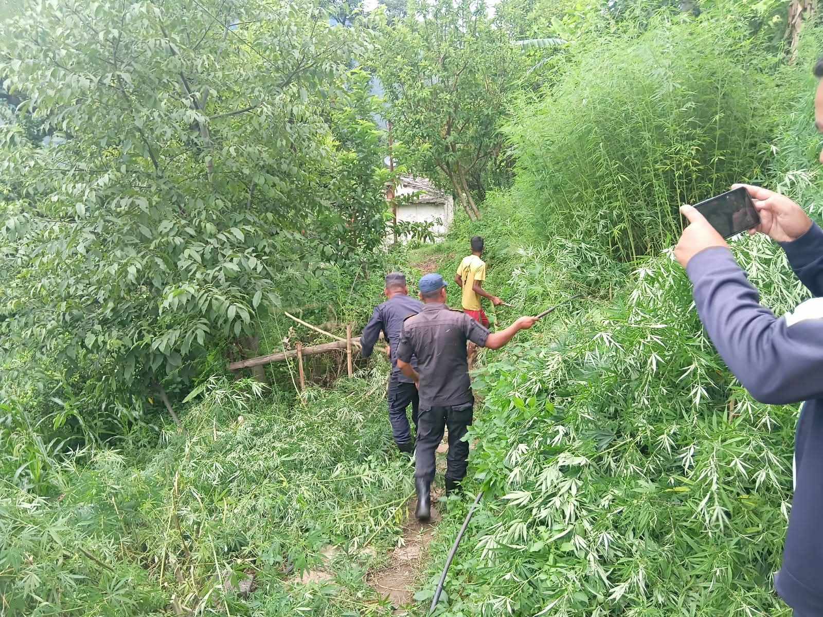 अछाममा प्रहरीद्वारा गाँजाका बोटहरू नष्ट
